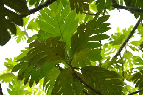 Beautiful green leaf background Fotos de archivo