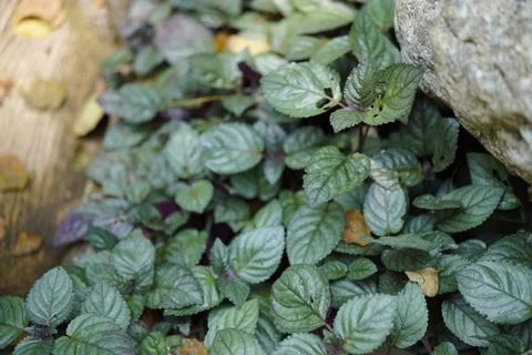 Beautiful green leaf background Фото