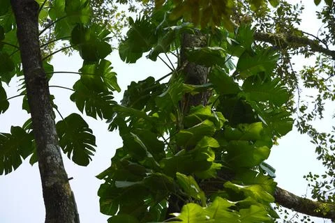 Beautiful green leaf background 写真素材