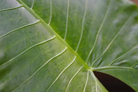 Beautiful green leaf background Fotos Stock