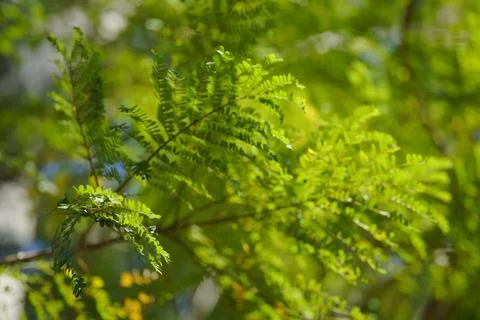 Beautiful green leaf background 스톡 사진