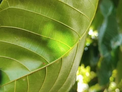 Beautiful green leaf background Fotos Stock
