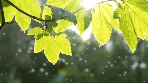 Beautiful green leaf on the branch of a tree with the sun Stock Footage 84131859