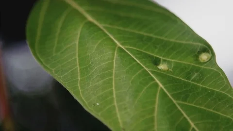 Beautiful green leaf close-up Stock Footage 73640901