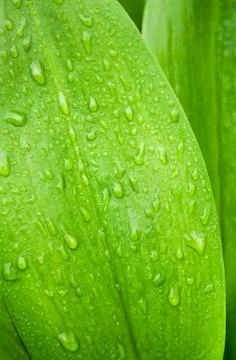 Beautiful green leaf with drop Stock Photos