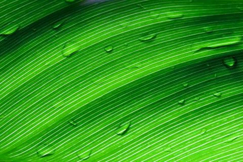 Beautiful green leaf with drops of water Stock Photos