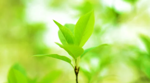 Beautiful green leaf Stock Footage 36957913