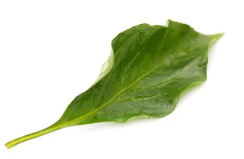Beautiful green leaf. macro Stock Photos