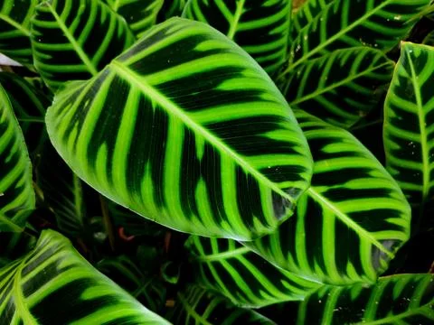 Beautiful green leaf pattern background Stock Photos