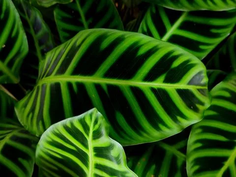 Beautiful green leaf pattern background Stock Photos
