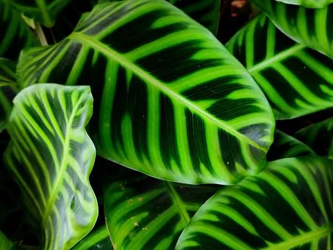 Beautiful green leaf pattern background Stock Photos
