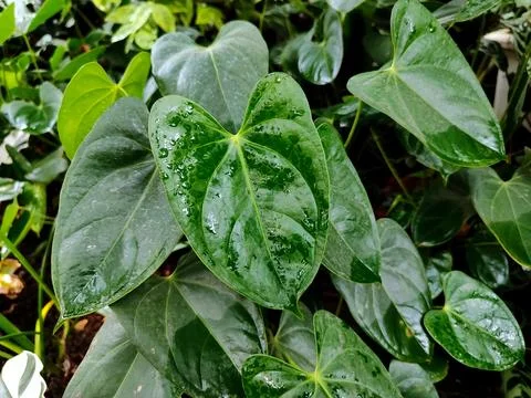 Beautiful green leaf pattern background Stock Photos