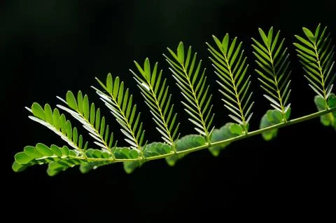 Beautiful green leaf pattern with black background. Stock Photos