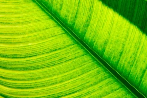 .beautiful green leaf Stock Photos