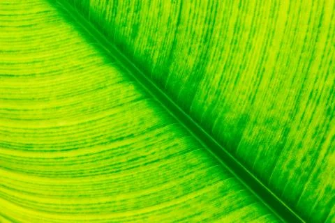 .beautiful green leaf Stock Photos