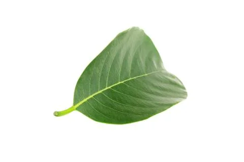 A beautiful green leaf Stock Photos