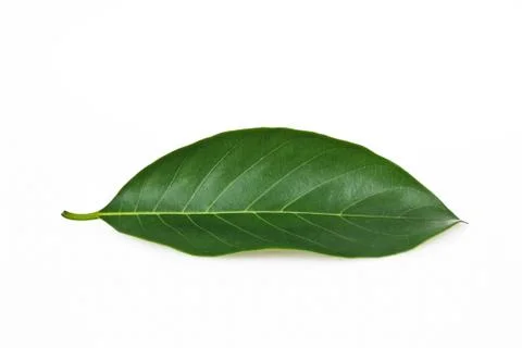 A beautiful green leaf Stock Photos