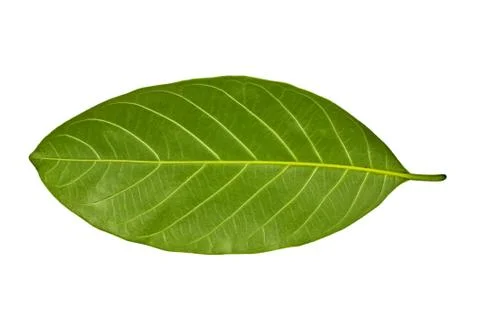 A beautiful green leaf Stock Photos
