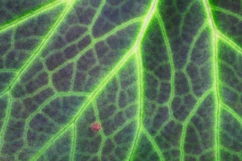 Beautiful green leaf Stock Photos