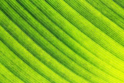Beautiful green leaf Stock Photos