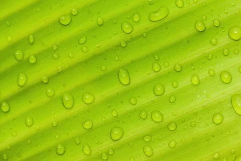 Beautiful green leaf Stock Photos