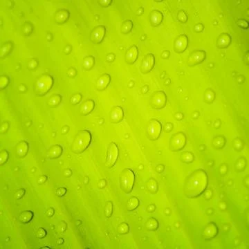 Beautiful green leaf Stock Photos