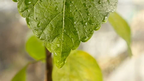 Beautiful green leaf. Raindrops close up Stock Footage 127698452