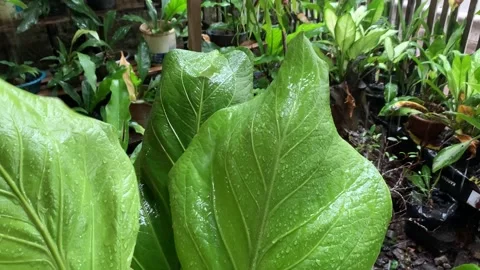 Beautiful green leaf shape in the rain Stock Footage 212059903