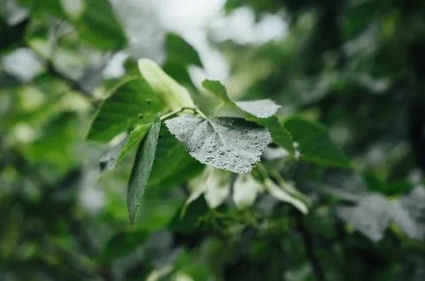 Beautiful green leaf texture with drops of water Stock Photos
