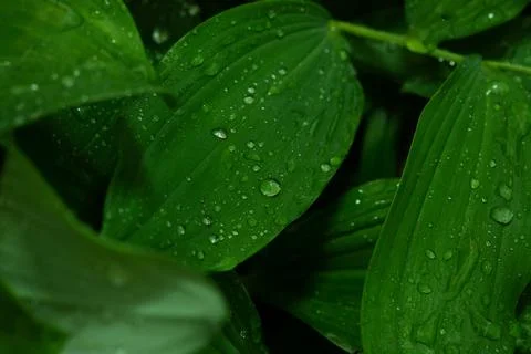 Beautiful green leaf texture with drops of water after the rain, close up Stock-Fotos