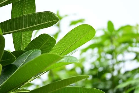 Beautiful green leaf texture in springtime, water drop on frangipani leaves Stock Photos