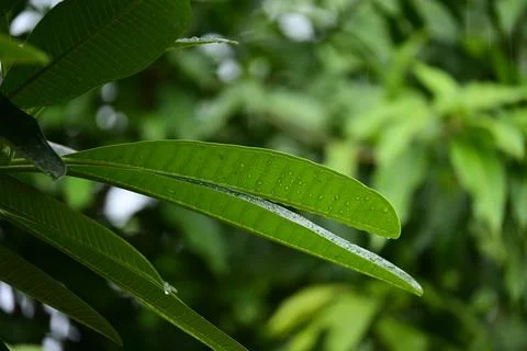 Beautiful green leaf texture in springtime, water drop on frangipani leaves Foto stock