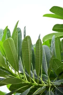 Beautiful green leaf texture in springtime, water drop on frangipani leaves Stock Photos