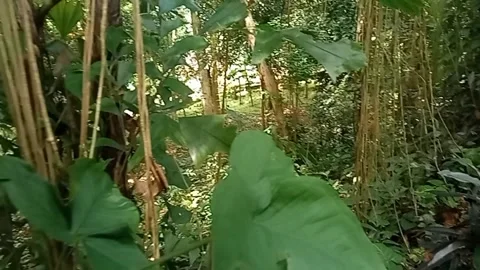Beautiful green leaves Stock Footage 172462461