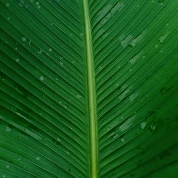 Beautiful Green leaves pattern background and wallpaper. Stock Photos