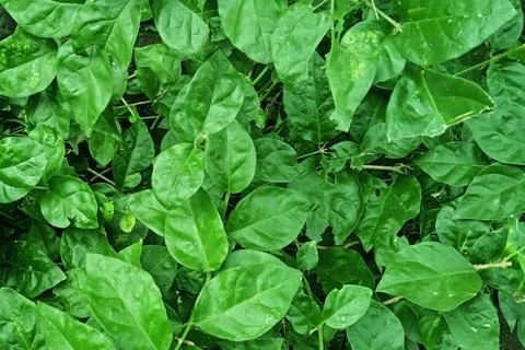 Beautiful green leaves pattern background of Jasminum officinale plant. Stock Photos