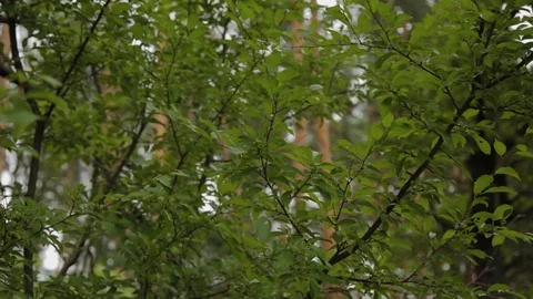 Beautiful green leaves on a tree. 库存影片 124834231