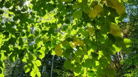 Beautiful green leaves of a tree in a forest, slow motion. Stock Footage 222093211