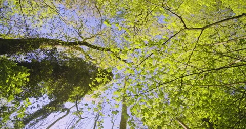 Beautiful Green Leaves from the Trees in the Forest Against the Sky Stock Footage 134079110