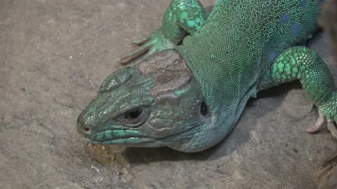 Beautiful green lizard resting on a stone Video stock 238075224