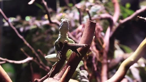A beautiful green lizard sits on a tree branch Stock Footage 262980942