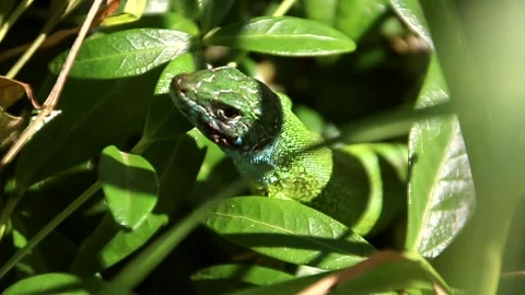 Beautiful green lizard sitting in the grass close up on video Stock Footage 265583797
