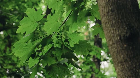 Beautiful green maple leaves in the forest. Cool shooting in motion Stock Footage 171734249
