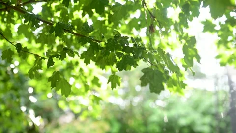 Beautiful green maple leaves on a tree branch on rainy sunny summer day 動画素材 249822163