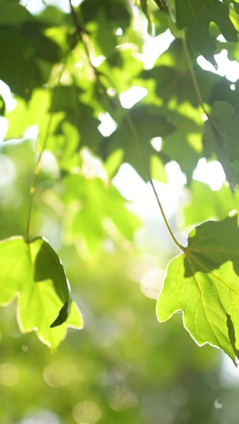 Beautiful green maple leaves on a tree branch on rainy sunny summer day. 스톡 동영상 292040001