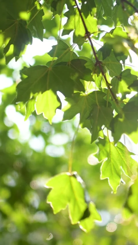 Beautiful green maple leaves on a tree branch on rainy sunny summer day. 스톡 동영상 300815344