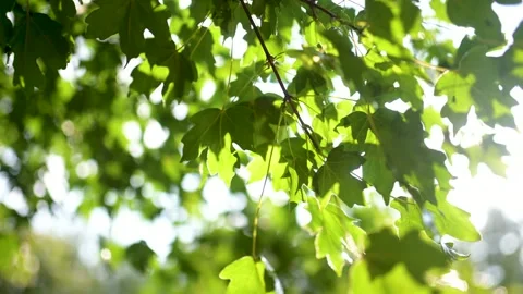 Beautiful green maple leaves on a tree branch on rainy sunny summer day Stockbeeldmateriaal 301259683