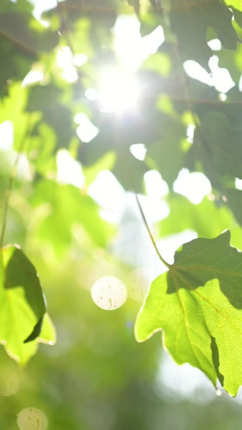 Beautiful green maple leaves on a tree branch on rainy sunny summer day. Stockbeeldmateriaal 302035425