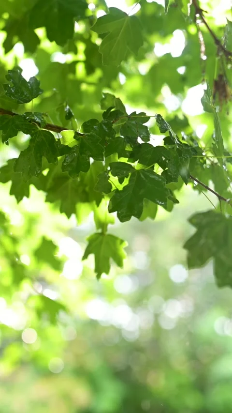 Beautiful green maple leaves on a tree branch on rainy sunny summer day. 스톡 동영상 305610744