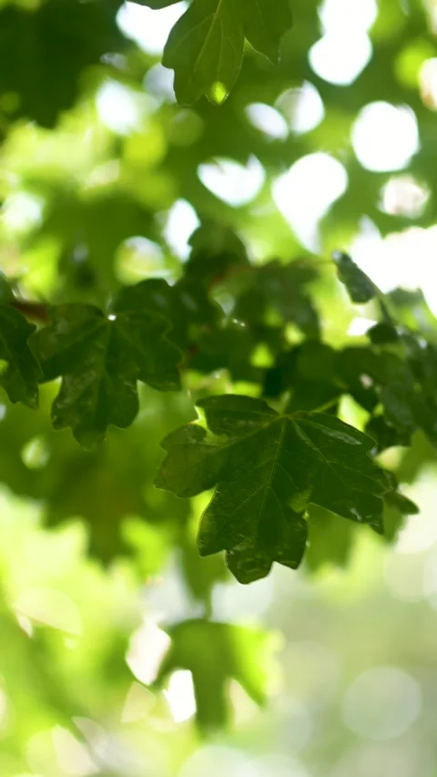 Beautiful green maple leaves on a tree branch on rainy sunny summer day. 스톡 동영상 305808466